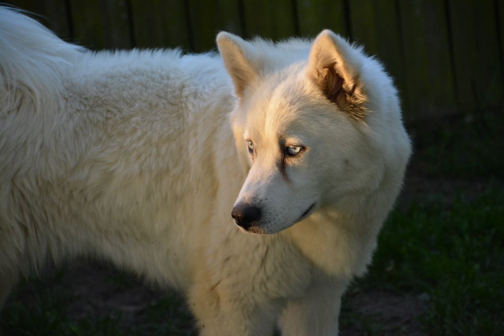 Nordic Sakha Vorsa
