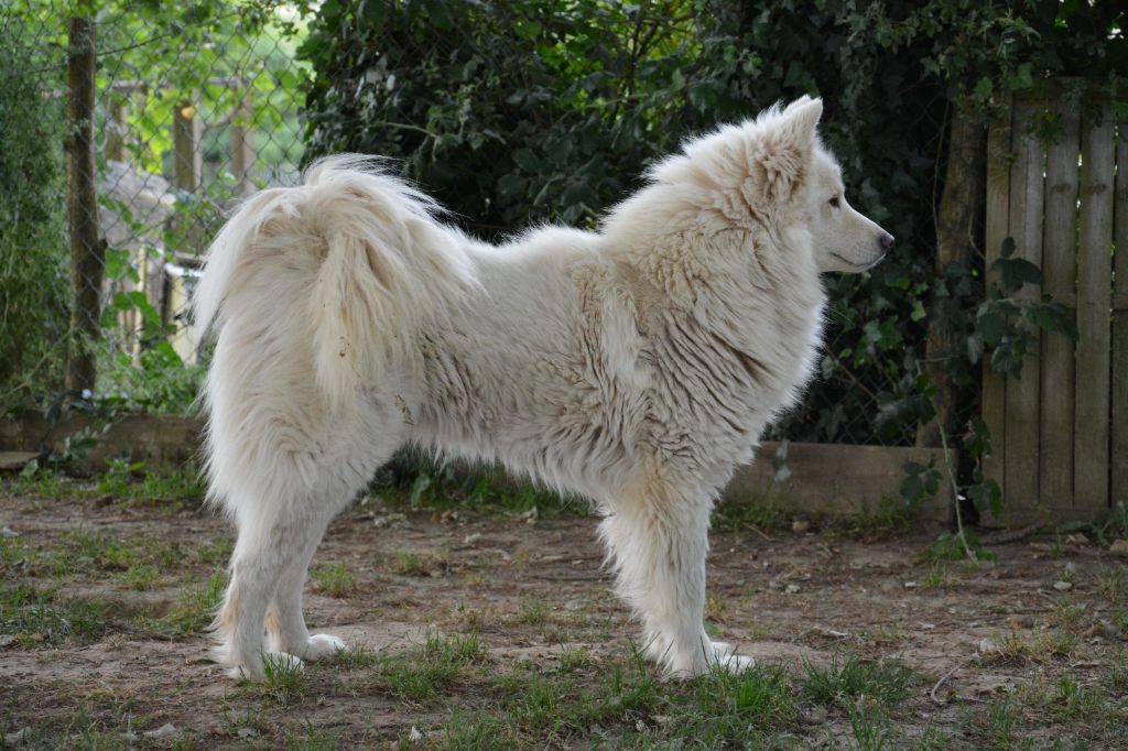 Nordic Sakha Togo